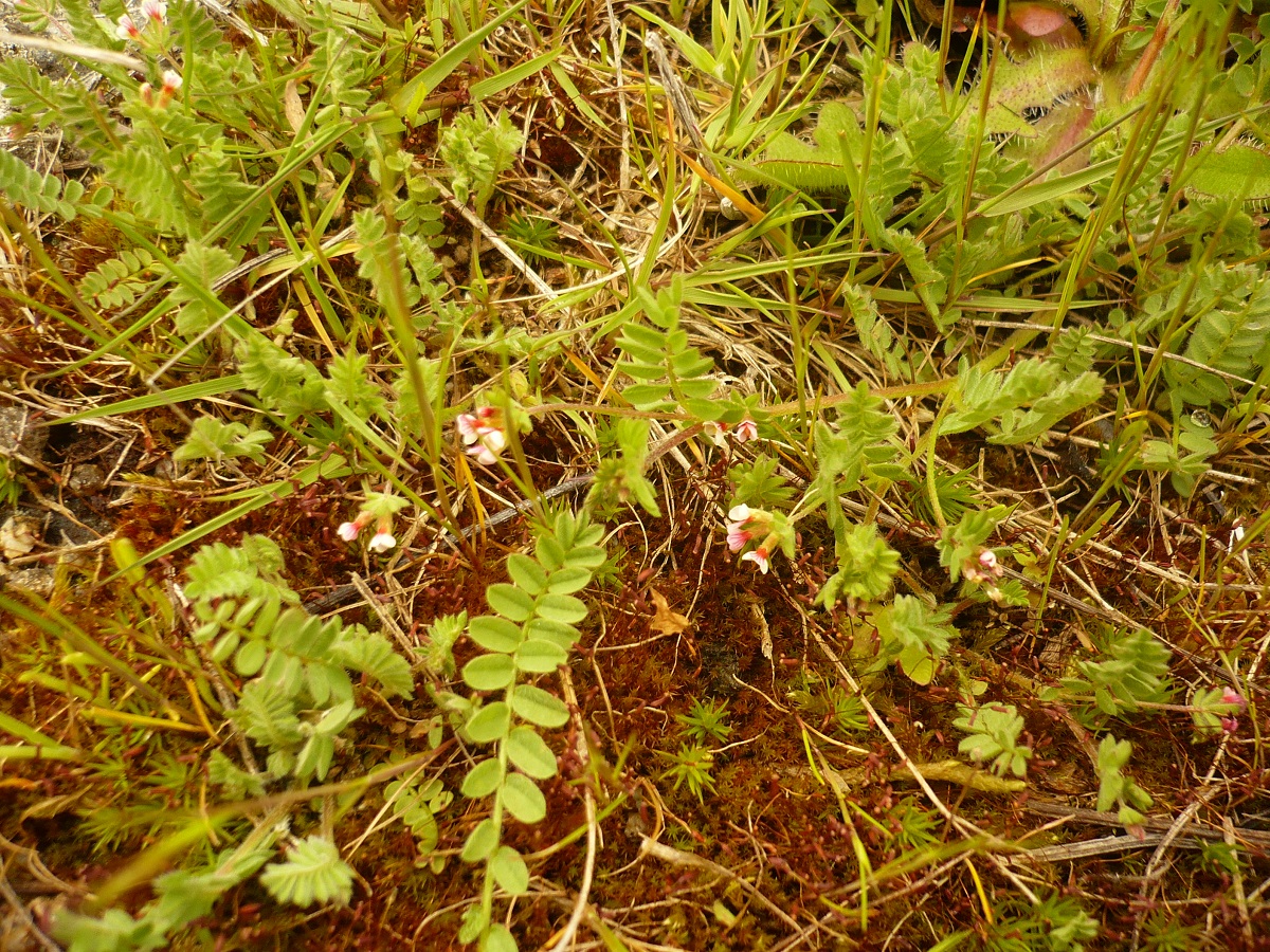 Ornithopus perpusillus (Fabaceae)